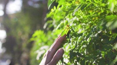 Gün batımında kızlar yeşil yapraklara dokunur. Parkta gün batımında bir kız. Kadın eli, yakın plan. Gün batımında rahatlama.