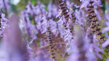 Güneşli bir günde lavanta tarlası. Lavanta çiçekleri ve ışıkla oynamak. Lavanta çalıları.