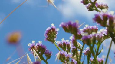 Mor Limonyum, yakın çekim. Güzel yaz doğa geçmişi.