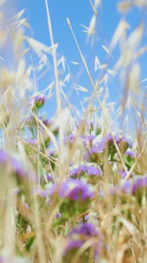 Dikey çekim. Mor Limonyum, yakın çekim. Bulutlu mavi gökyüzüne karşı bir tarlada çiçekler. Güzel yaz doğa geçmişi.