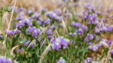 Güneşli bir günde çiçek tarlası. Mor limonyum, yakın plan. Güzel yaz doğa geçmişi. 