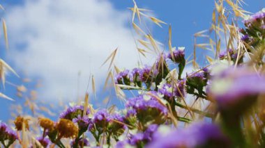 Güneşli bir günde çiçek tarlası. Mor limonyum, yakın plan. Güzel yaz doğası geçmişi. çiçekler ve gökyüzü.