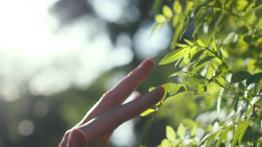 Kızlar yeşil yapraklara dokunuyor. Yavaş çekim, sihirli yumuşak ışık. Doğanın arka planına dokunmak, bir elin yakınından geçmesi.