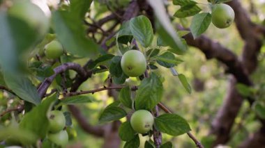 Ağaç dalında yaprakları olan olgunlaşmamış yeşil bir elma. Elma bahçesi sabah güneşinin altında. Bahçedeki elmalar.