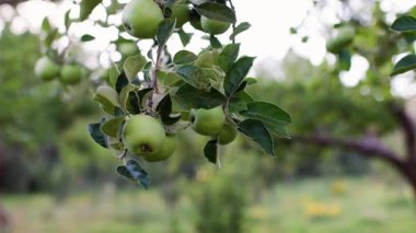 Olgunlaşmamış yeşil elmalı bahçe. Elma bahçesi sabah güneşinin altında. Bahçedeki elmalar.