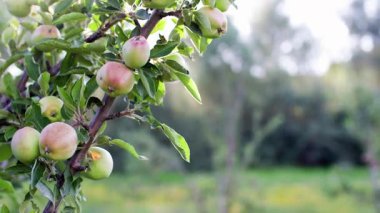 Bahçedeki elmalar yakın plan. Ağaç dalında yaprakları olan olgunlaşmamış yeşil bir elma. Sabah güneşinin altında elma bahçesi.