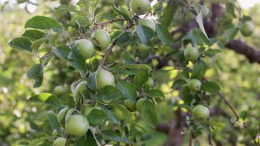 Bahçedeki elmalar yakın plan. Ağaç dalında yaprakları olan olgunlaşmamış yeşil bir elma. Sabah güneşinin altında elma bahçesi.