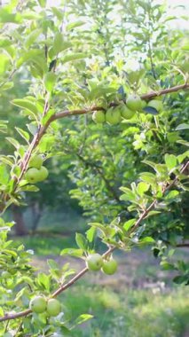 Dikey çekim. Olgunlaşmamış yeşil elmalı bahçe. Elma bahçesi sabah güneşinin altında. Bahçedeki elmalar.