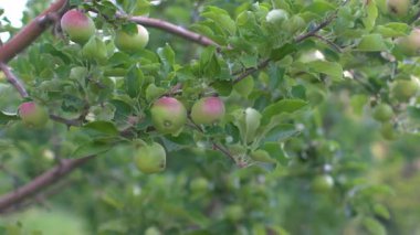 Elma bahçesinde sabah. Ağaç dalında yaprakları olan olgunlaşmamış yeşil bir elma. Sabah güneşinin altında elma bahçesi