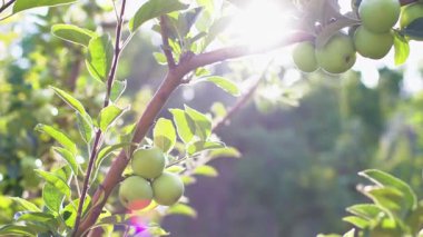 Elma bahçesinde sabah. Ağaç dalında yaprakları olan olgunlaşmamış yeşil bir elma. Sabah güneşinin altında elma bahçesi