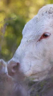 Dikey çekim. Yumuşak yeşil arka planda kameraya bakan sevimli pofuduk yavru. Kırsal ve vahşi yaşam
