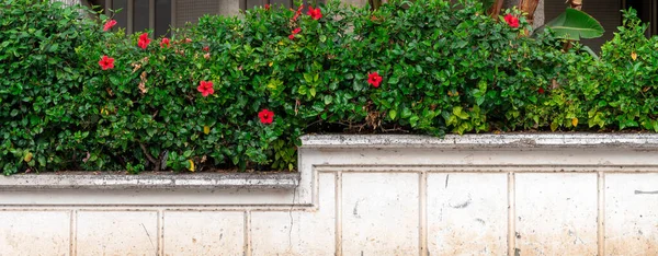 İsrail caddesindeki bir apartmanın beyaz çitinde kırmızı çiçekli güzel dekoratif çalılar.