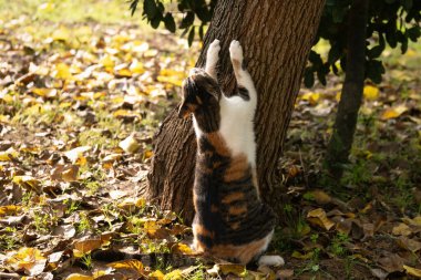 Mongrel cat sharpening its claws on a tree trunk outdoors