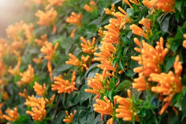 Background with Pyrostegia venusta orange flowers with green leaves close up outdoors in Israel