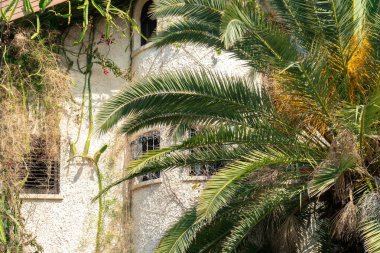 Önünde palmiye ağacı olan bir villanın ön görüntüsü olan bir arka plan.