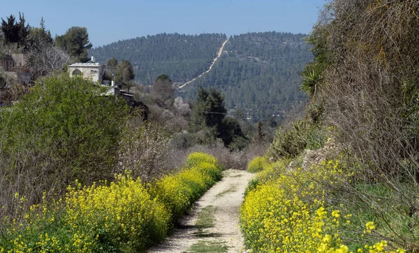 Холмистый Весенний Пейзаж Израиля Каменной Грунтовой Дорогой Желтыми Полевыми Цветами — стоковое фото
