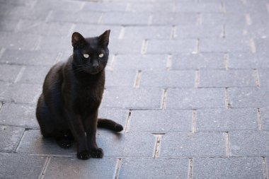 Şehirdeki kaldırımda oturan siyah yalnız melez kedi.