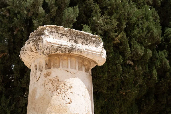 Zbliżenie Starożytnej Stolicy Kolumny Jerozolimie Izrael Tle Drzewa Cyprysowego — Zdjęcie stockowe