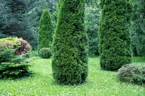 Krásná Zahrada Jehličnatými Věčně Zelenými Rostlinami Stromy Jako Jsou Jalovci — Stock fotografie