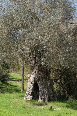 Kudüs yakınlarındaki bir İsrail köyünde yeşil bir çayırda büyük bir oyuğu olan antik zeytin ağacı.
