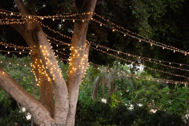 Geceleyin yanan ampullerin çelenkleriyle süslenmiş ağaç. Rishon Lezion Şehir Parkı, İsrail.