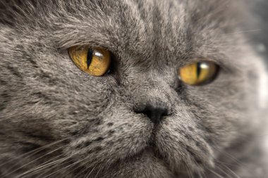 Turuncu ya da sarı gözlü İngiliz bir kedinin yüzü