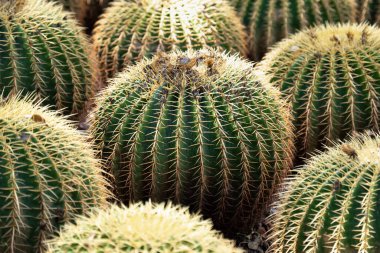 Güneş ışığıyla aydınlatılan sarı iğneli küresel kaktüslerin olduğu bir arka plan. Seçici odak