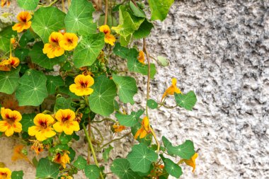 Arka planda çiçek açan turuncu Nasturtium çiçekleri açık beton duvarda yeşil yapraklar ve fotokopi alanı olan