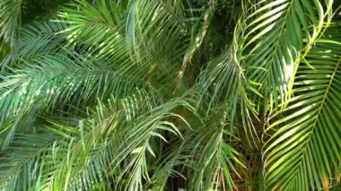 Rüzgarda sallanan palmiye yaprakları güneş ışığıyla aydınlatılır.