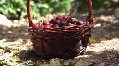 Kamera, güneşli bir yaz gününde kiraz tarlasında yerde duran olgun kirazlarla dolu bir sepete zum yapar ve uzaklaşır.