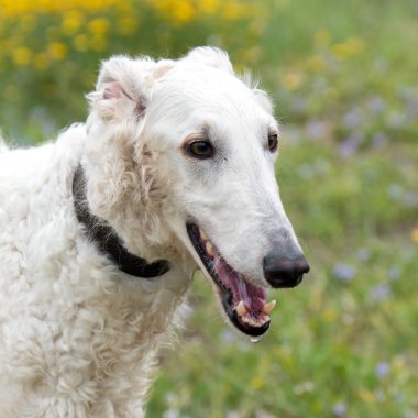 Beyaz bir Rus tazı köpeğinin başı. Kapıları kapatın.