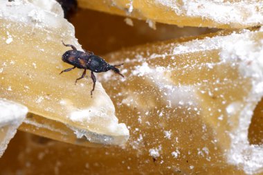 Bozulmuş makarnanın üzerinde duran haşlanmış pirinç buğdayının makro fotoğrafı.