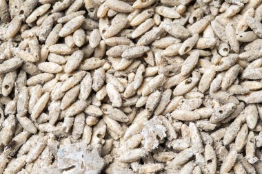 Bozulmuş pirinç taneleri tahıl haşeresi tarafından kemirilmiş larva delikleriyle.