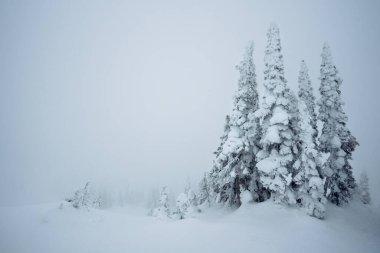 Kar ve sis Kanada 'daki bu dağda gerçeküstü bir atmosfer yaratır.