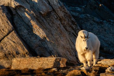 Kanada 'daki Valhallah parkında gün batımında kayaların yanındaki beyaz dağ keçisi