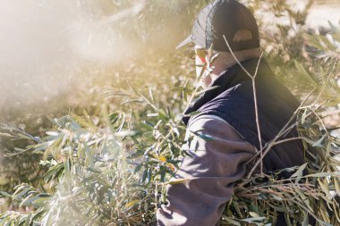 Side view of unrecognizable mature male farmer in casual clothes and cap harvesting ripe olives during work in countryside on sunny day
