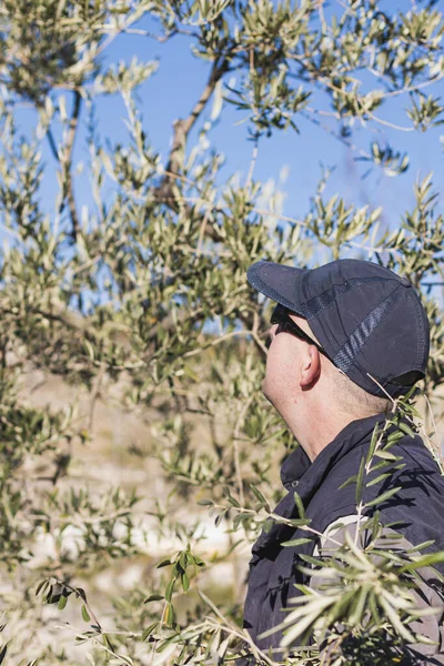 Side view of concentrated adult male farmer in casual clothes and cap checking fresh olive tree during work against cloudless blue sky in countryside