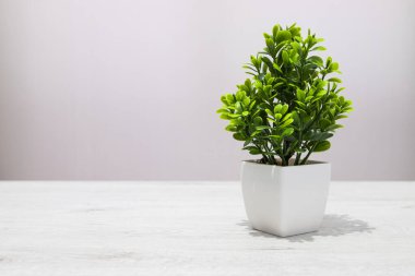 Beyaz tencerede küçük beyaz bir bitki ahşap bir masada oturur. Bitki yeşil ve birkaç yaprağı var.