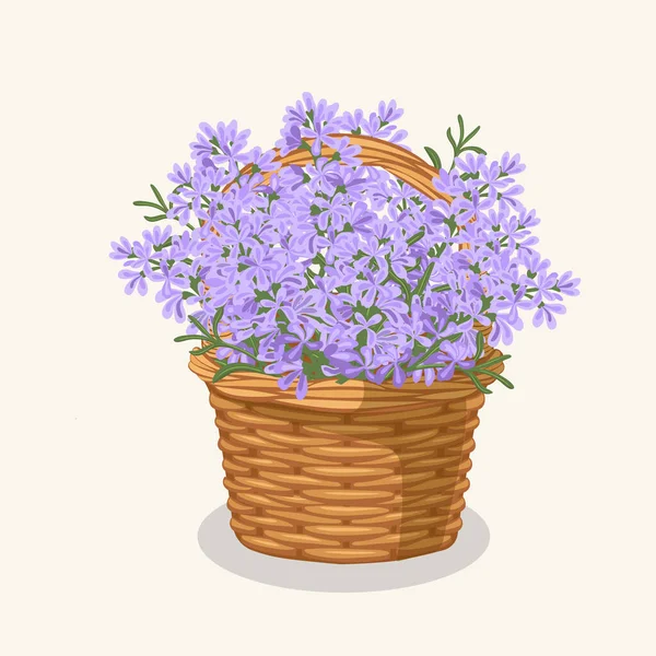 Ilustração Vetorial Desenhada Mão Flores Lavanda Violeta Buquê Uma Cesta —  Vetores de Stock