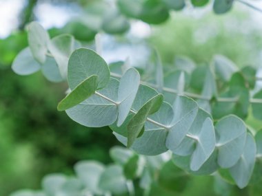 Close-up of Eucalyptus plant outdoors. Evergreen silver dollar gum leaves and branch. Grow and care in garden. Nature background