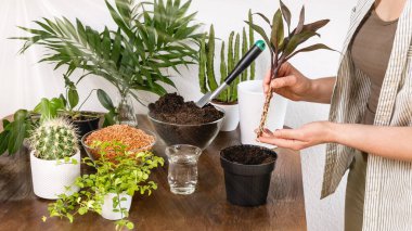 Female gardener holds indoor palm with roots before planting in flowerpot with fertile soil on wooden table. Gardening concept. DIY home garden of flowers, plants and cacti.