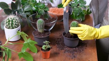 Gardener plants cactus into new flowerpot. Close-up of hands in yellow gloves putting soil into pot. Indoor planting and gardening concept. DIY home garden with flowers, plants and succulents.