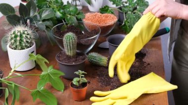 Female gardener puting on yellow work gloves to plant cactus into new flowerpot. Close-up of hands in protective gloves. Indoor planting and gardening concept. Home garden with plants and succulents.