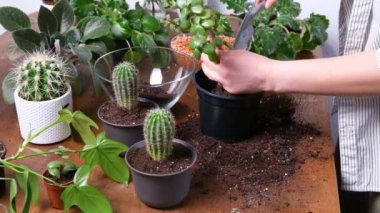 Female gardener planting Crassula plant into new flowerpot. Close-up of hands putting soil into pot and repotting Pigmyweeds. Indoor planting or gardening concept. Home garden of cacti and succulent.