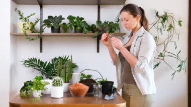 Female gardener holds indoor palm with roots before planting in flowerpot with fertile soil on wooden table. Gardening concept. DIY home garden of flowers, plants and cacti.