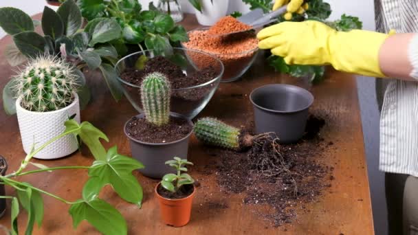 Female Gardener Plants Cactus New Flowerpot Close Hands Yellow Gloves — Vídeo de Stock