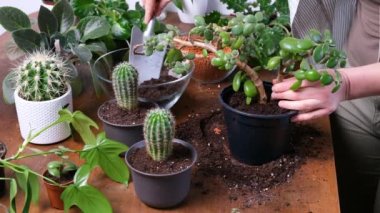 Female gardener planting Crassula plant or Pigmyweeds into new flowerpot. Close-up of hands putting soil into pot. Indoor planting and gardening concept. DIY home garden with cacti and succulent.