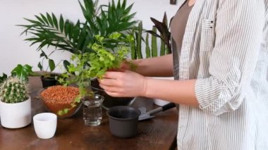 Young woman in white striped shirt checks the roots of Peperomia plant in her hands. Green plants, cacti, drainage and soil on wooden table. Indoor planting and gardening, home garden.