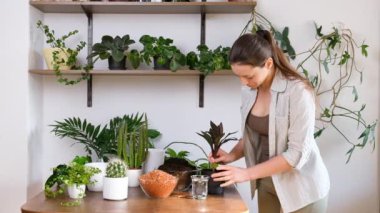 Female gardener in white striped shirt checks the roots of small indoor palm before planting in flowerpot with fertile soil on wooden table. Gardening concept. Home garden of plants and cacti.