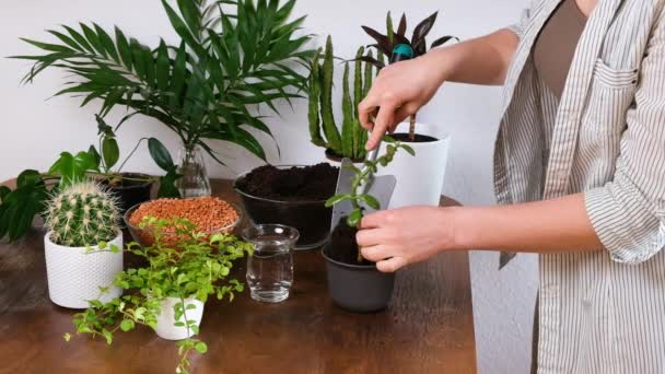Female Gardener Planting Crassula Plant Pigmyweeds New Flowerpot Close Hands — Wideo stockowe